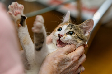 A playful three-month-old female calico kitten held in a person's hands, looking up with an open mouth and outstretched front paws showing her tiny claws and pink toe pads © erikzunec