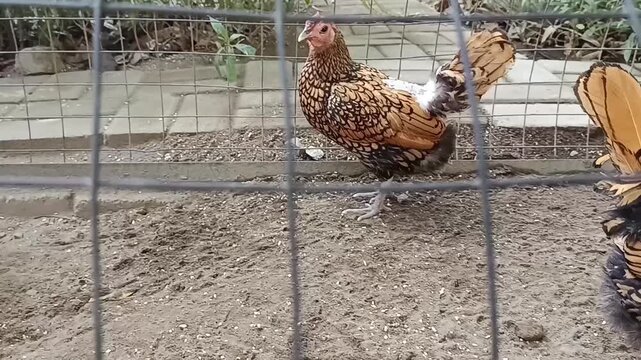 Ayam kampung di dalam kandang 