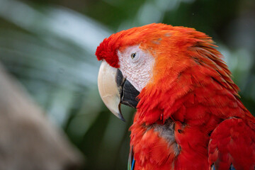 Red And Green Macaw © Lucas