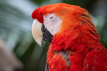 Red And Green Macaw © Lucas