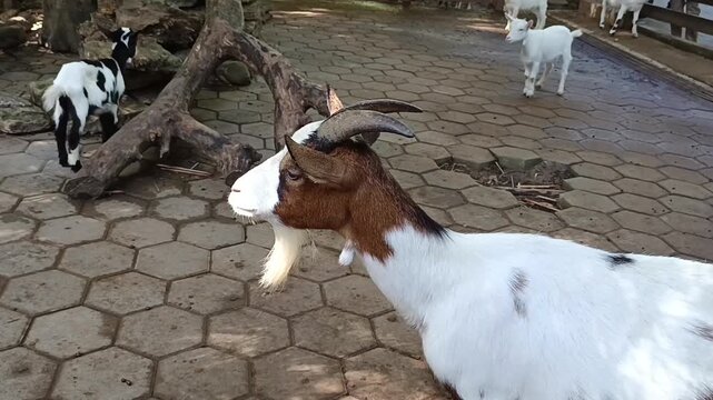 Kambing di dalam kandang 