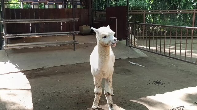 Alpaka berbulu putih berjalan mendekat 