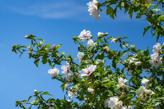 Blooming Hibiscus syriacus tree white flowers and leaves. rose mallow. gul hatmi. agac hatmi.