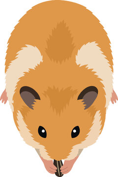 Capuchin monkey reaching for banana, three-quarter view action pose, detailed, flat vector illustration