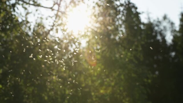 Sun shining through forest treetops with small insects swarming in golden evening backlight. Finland