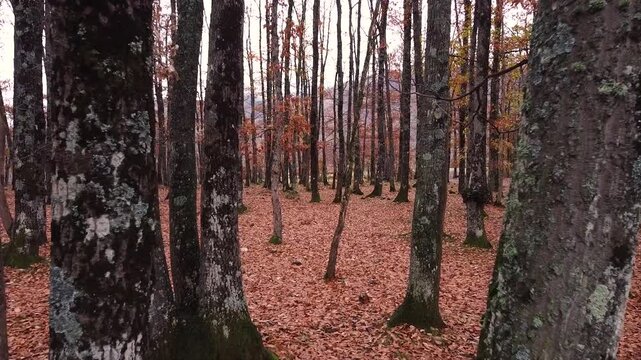 Autumn drone view