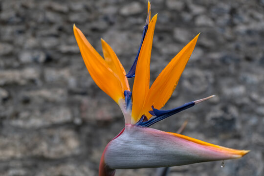 Paradiesvogelblume (Strelitzia reginae)
