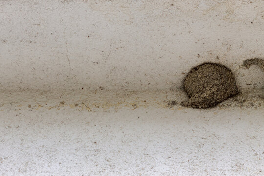 Swallow&acute;s nest sticked on an old house