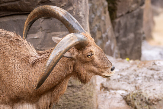 Barbary Sheep