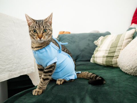A tabby cat with a blue bandage after sterilization