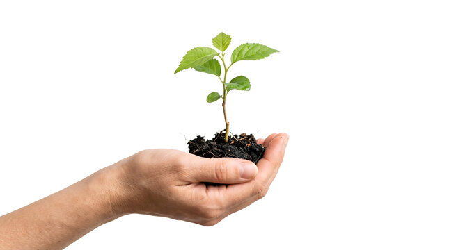 Mao aberta segurando uma planta jovem com terra e raizes PNG Isolated on transparent background