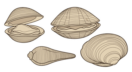 Vintage Engraving Style Collection of Assorted Seashells and Clams © Nofear