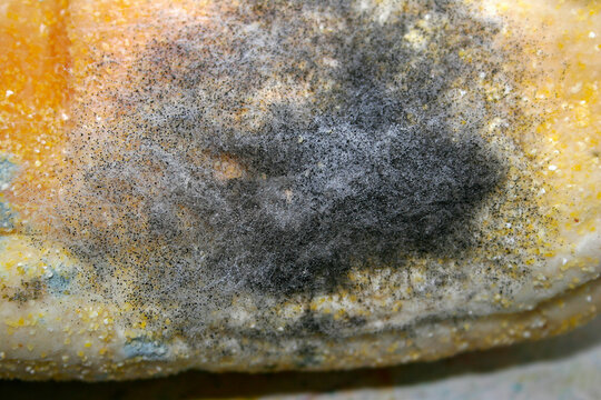 Closeup of Bread mold, Rhizopus stolonifer