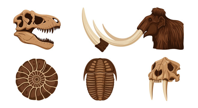 Fossil Collection: Dinosaur Skull, Mammoth, Ammonite, Trilobite, Saber-tooth Cat Skull