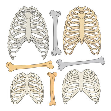 Human Rib Cage and Bone Illustrations - Medical Anatomy Set