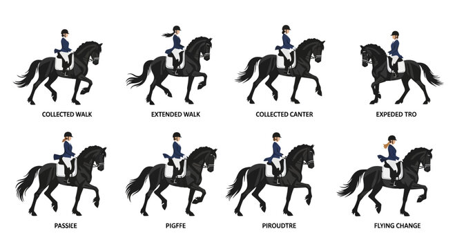 Dressage Horse Gaits and Movements Educational Chart