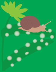 A vector art of a snail, a shelled gastropod, which is a type of invertebrate belonging to the phylum Mollusca.  © RoseAnn