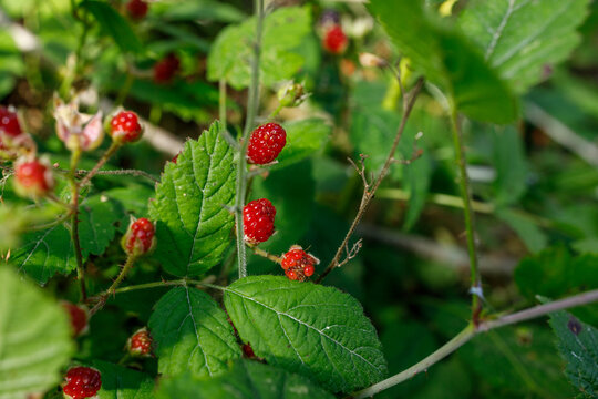 Bright red unripe wild berries hang from a hairy bramble vine among fresh green serrated leaves, waiting to darken as they ripen through the summer season.