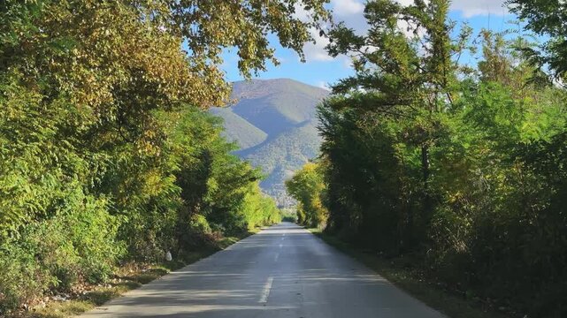 POV Drive Through Lush Tree Tunnel Road Towards Mountains