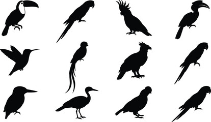 Black silhouette collection of exotic tropical birds featuring parrots, toucans, cockatoos, and hummingbirds © RANIBALA