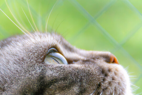 猫の視力と虹彩・タペータムのクローズアップ