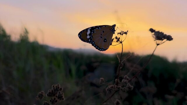 Cinematic silhouette of an African monarch butterfly (Danaus chrysippus) resting on a dried wild carrot plant (Daucus carota) against a warm golden sunset sky