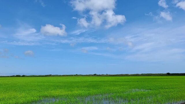 Scenic slow motion view of bright green young rice fields under a blue sky with white clouds. Beautiful agricultural landscape of sprouts growing in ecological farming area