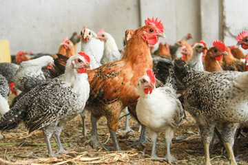 rooster and hens © wildan