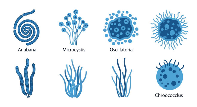 Cyanobacteria Types: Anabaena, Microcystis, Oscillatoria, Chroococcus, and others