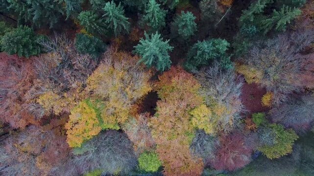 Flying over a colorful mixed woodland in late autumn, Europe