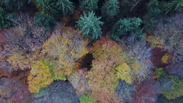 Flying over a colorful mixed woodland in late autumn, Europe