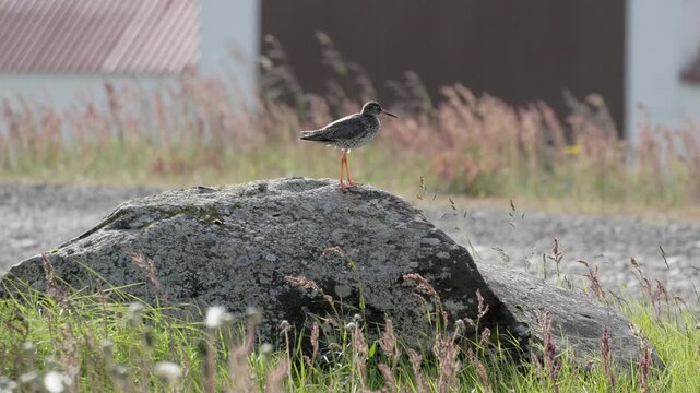 Common Redshank standing on a rock in Iceland 4K UHD slow motion wildlife footage