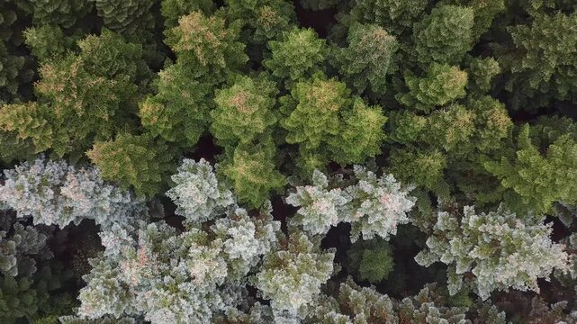 Flying over differently coloured firs in autumn, Northern Europe