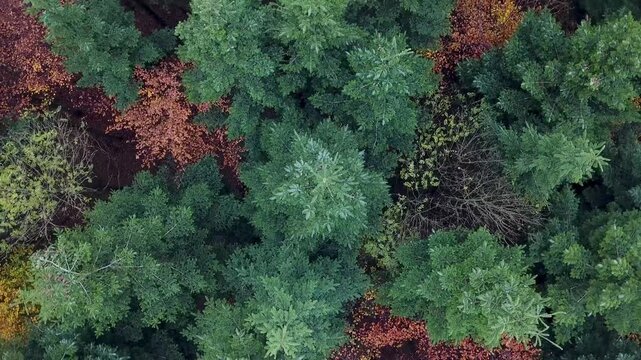 Flying over a colorful mixed woodland in late autumn, Europe