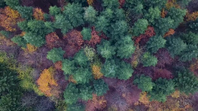 Flying over a colorful mixed woodland in late autumn, Europe