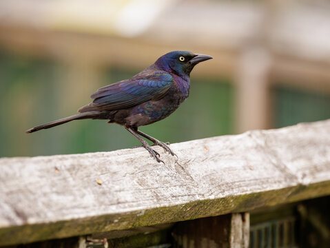 The Common Grackle perched on a fence at bird rookery in St Augustine Florida.