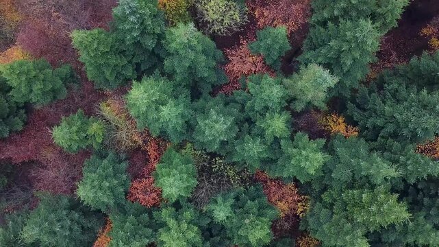 Flying over a colorful mixed woodland in late autumn, Europe