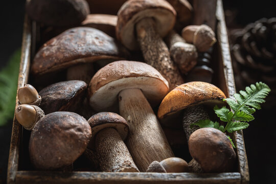 Aromatic and healthy mushrooms grouped into categories.