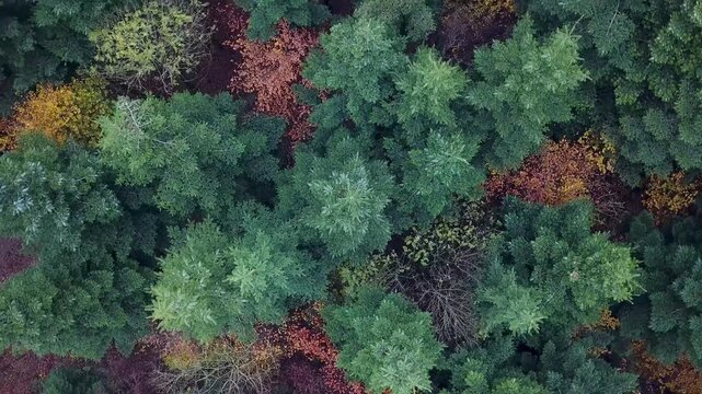 Flying over a colorful mixed woodland in late autumn, Europe