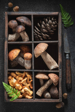 Wild and edible mushrooms picked from deciduous forest.