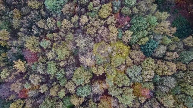 Flying over a colorful mixed woodland in late autumn, Europe