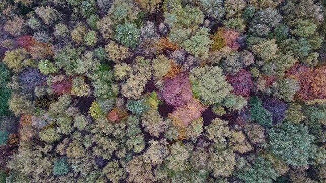 Flying over a colorful mixed woodland in late autumn, Europe