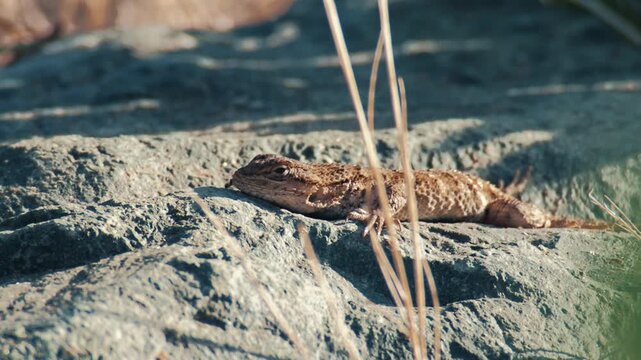 Small brown lizard basking on a grey textured rock