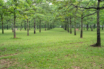 Obraz premium A serene and lush green park with rows of evenly planted trees, creating a peaceful woodland atmosphere with wooden benches scattered throughout
