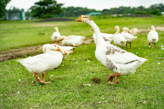 A flock of white geese walking on a green grassy field in a rural farm setting during the daytime