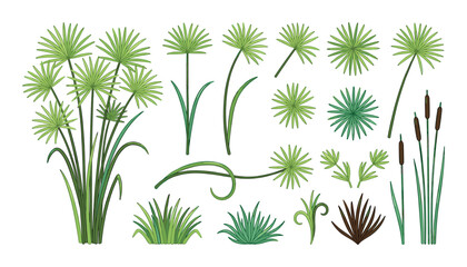 Fototapeta premium Detailed botanical vector illustration of papyrus plants and sedges