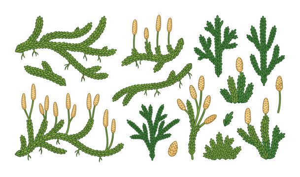 Hand drawn collection of Lycopodium clubmoss species with yellow spores