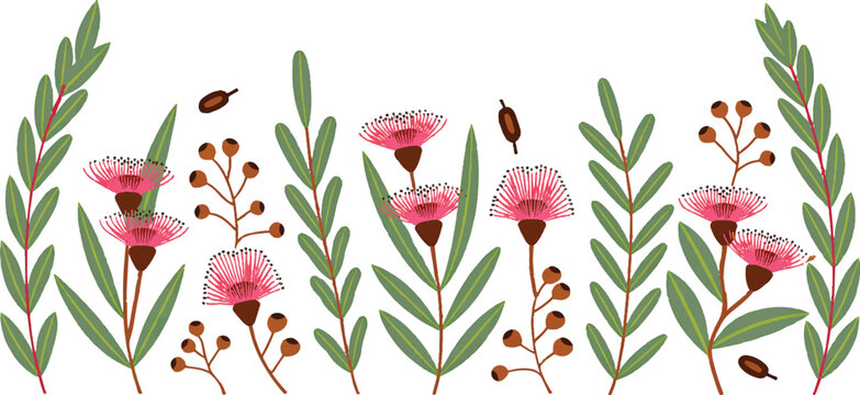 Australian native flowers and eucalyptus leaves pattern wild pink blossoms and gum tree branches for natural border background.