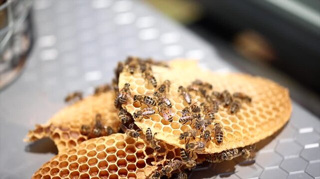 Honey bees start working with the arrival of spring.