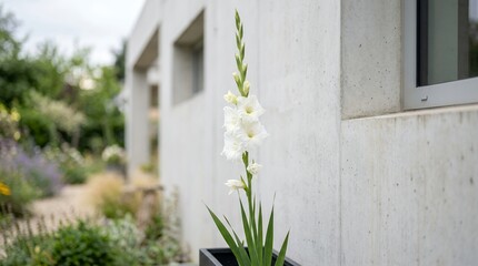 Fototapeta premium White Gladiolus Flower in Modern Garden Setting.